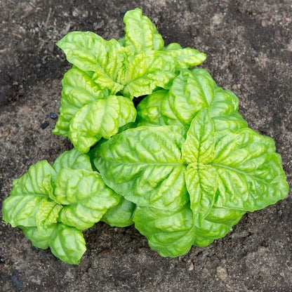 Mammoth Basil Seeds - Herbal Plant