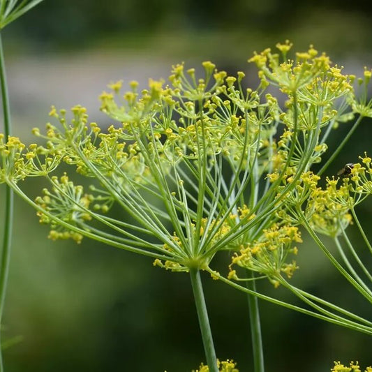 Mammoth Dill Seeds - Herbal Plant for Home Gardens