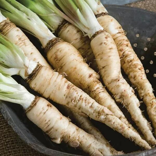 Mammoth French white Seeds