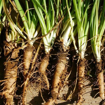 Mammoth French white Seeds