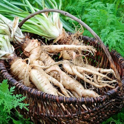 Mammoth French white Seeds