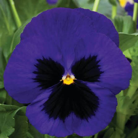 Mammoth Pansy Seeds