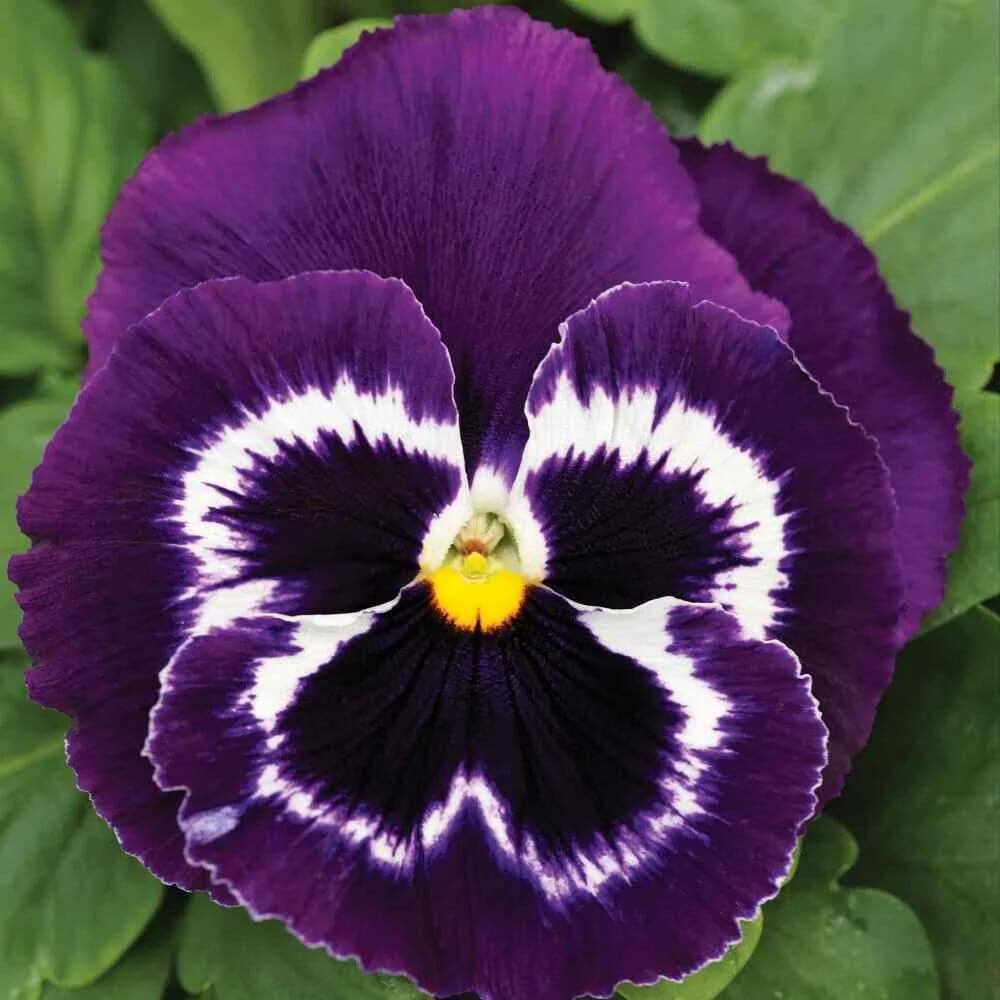 Mammoth Pansy Seeds
