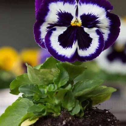 Mammoth Pansy Seeds