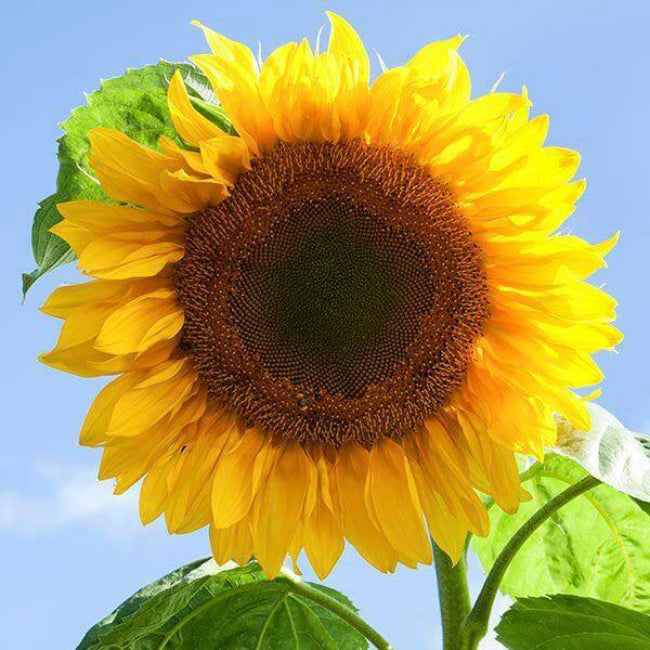 Mammoth Russian Sunflower Seeds - Flower Plant