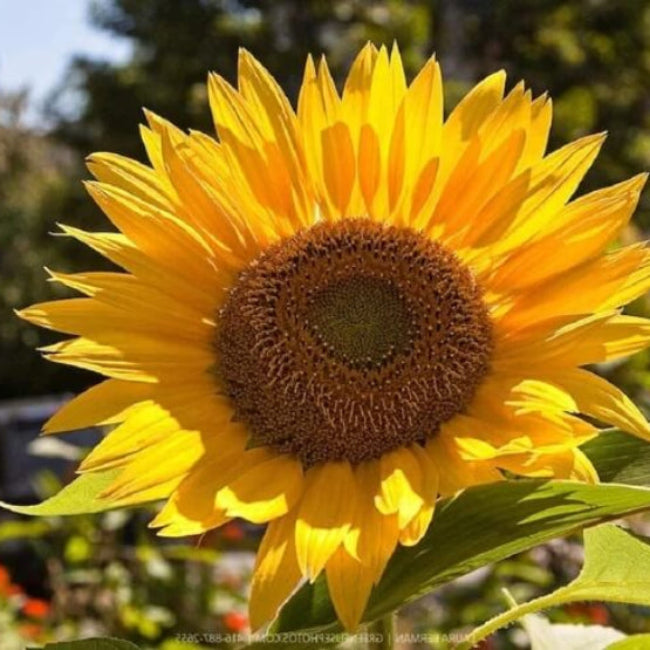 Mammoth Russian Sunflower Seeds - Flower Plant