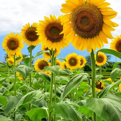 Mammoth Russian Sunflower Seeds - Flower Plant