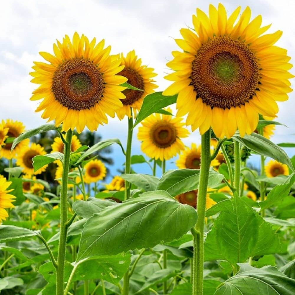 Mammoth Sunflower Seeds - Flower Plant