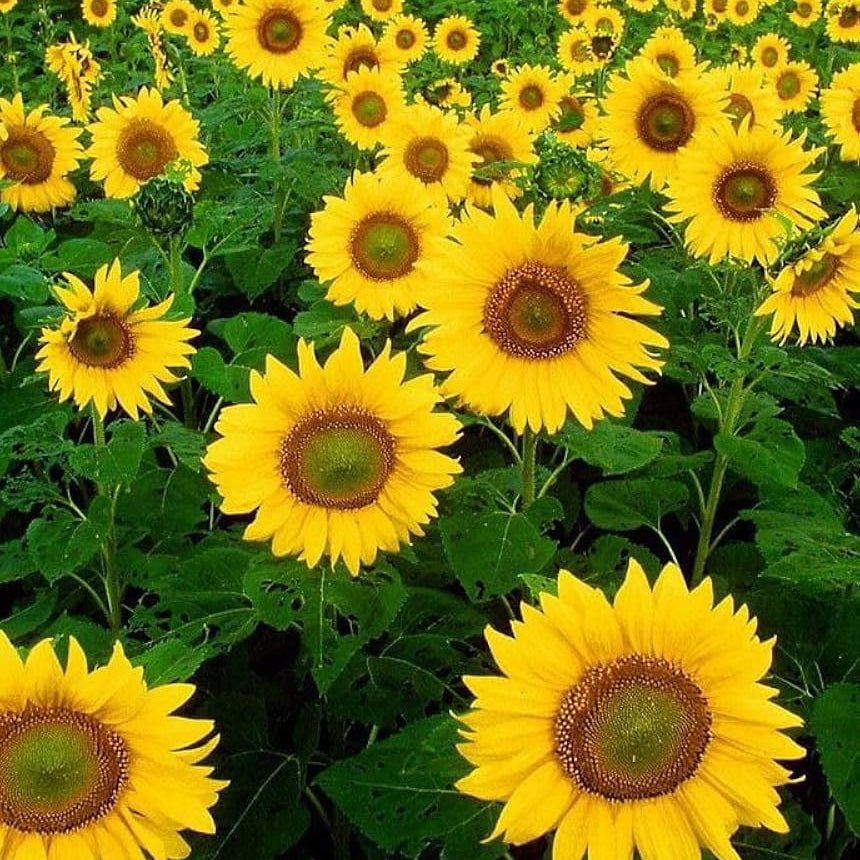 Mammoth Sunflower Seeds - Flower Plant