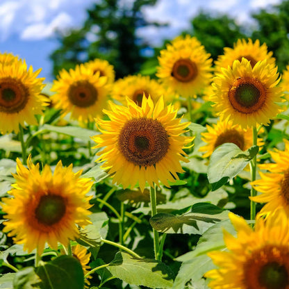 Mammoth Sunflower Seeds - Flower Plant
