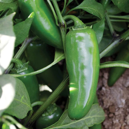 Mammoth jalapeno seeds - Vegetable Plant