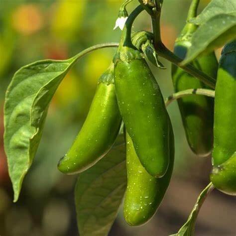 Mammoth jalapeno seeds - Vegetable Plant