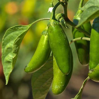 Mammoth jalapeno seeds - Vegetable Plant