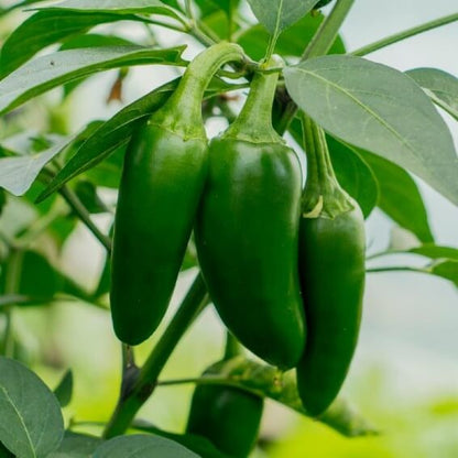 Mammoth jalapeno seeds - Vegetable Plant