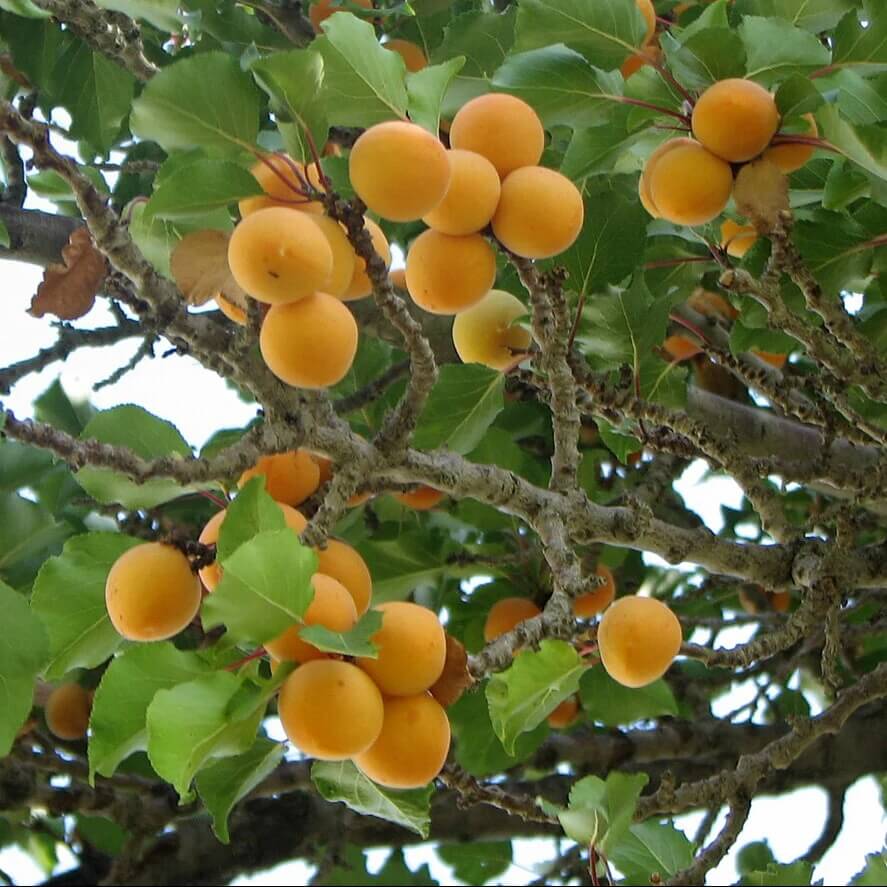 Manchurian Apricot Seeds