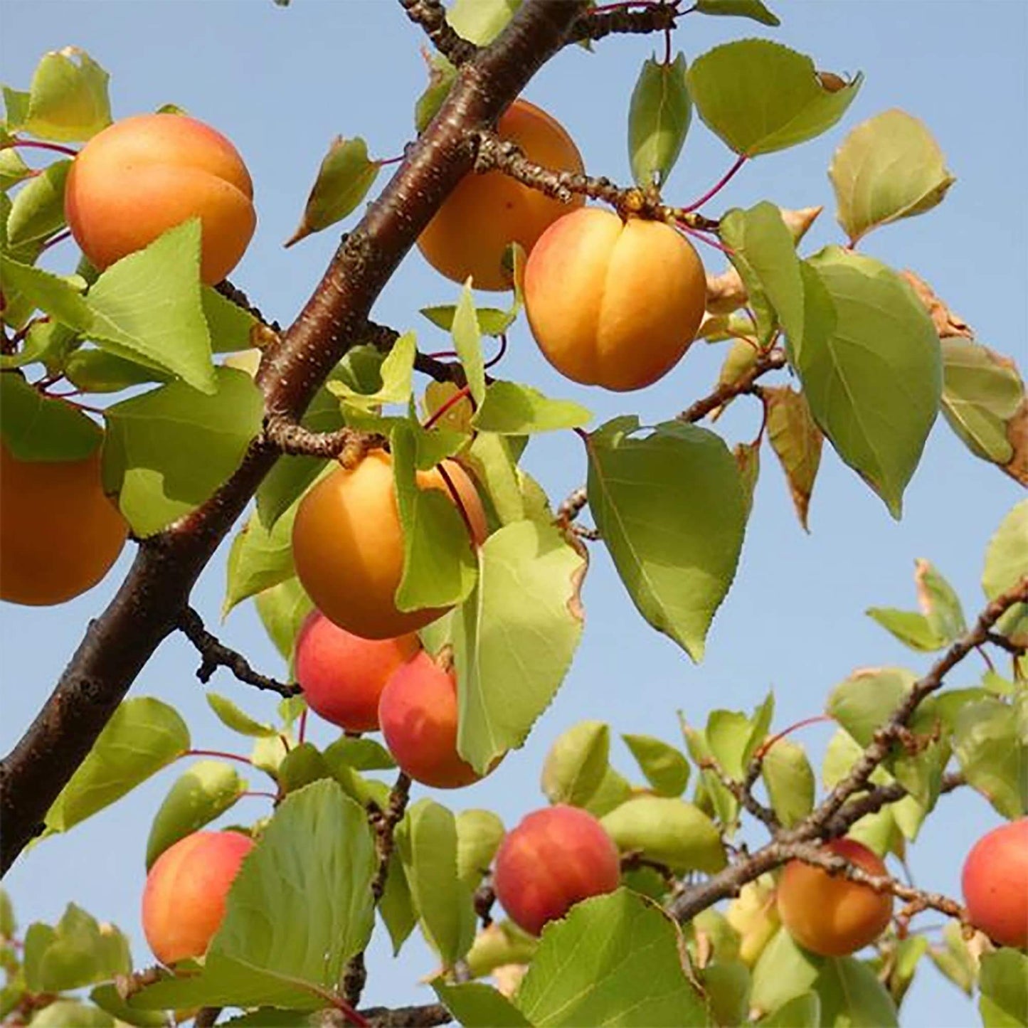 Manchurian Apricot Seeds