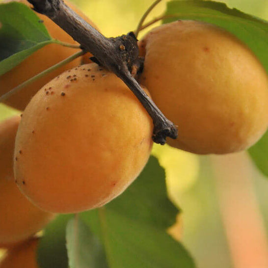 Manchurian Apricot Seeds