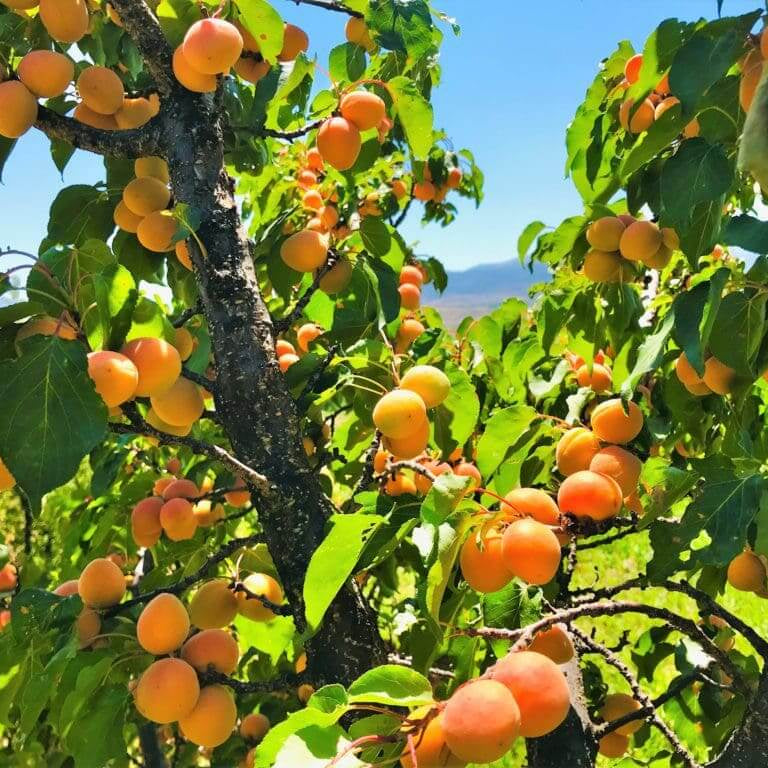 Manchurian Apricot Seeds