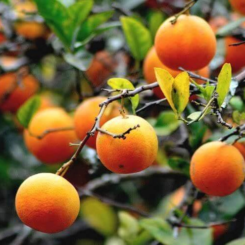 Mandarin Lime Seeds