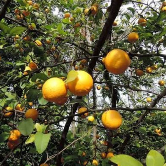 Mandarin Lime Seeds