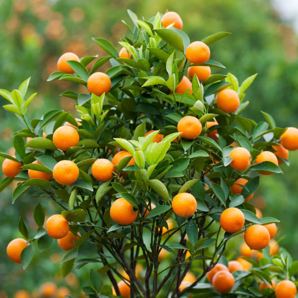 Mandarin Orange Seeds - Fruit Plant