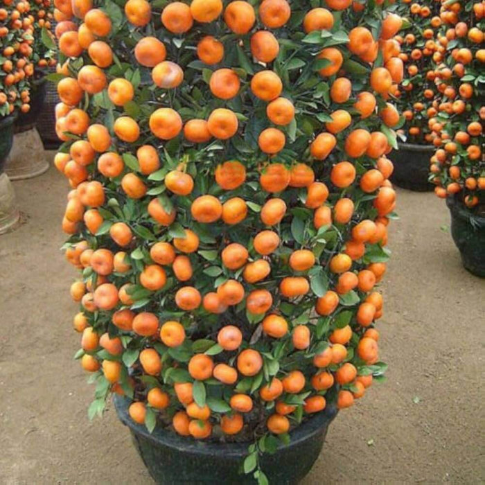 Mandarin Orange Seeds - Fruit Plant