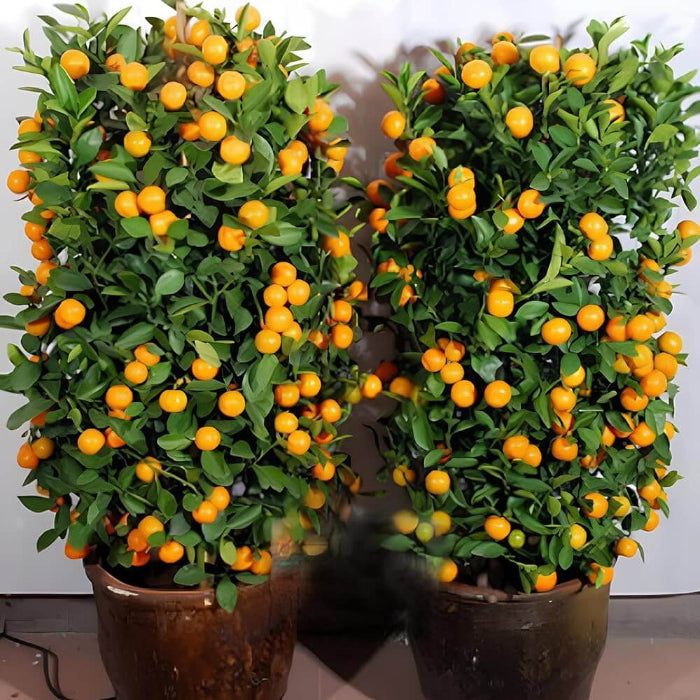 Mandarin Orange Seeds - Fruit Plant
