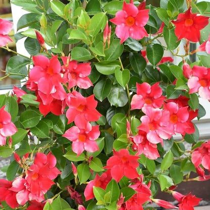 Mandevilla Seeds - Flower Plant for Home Gardens