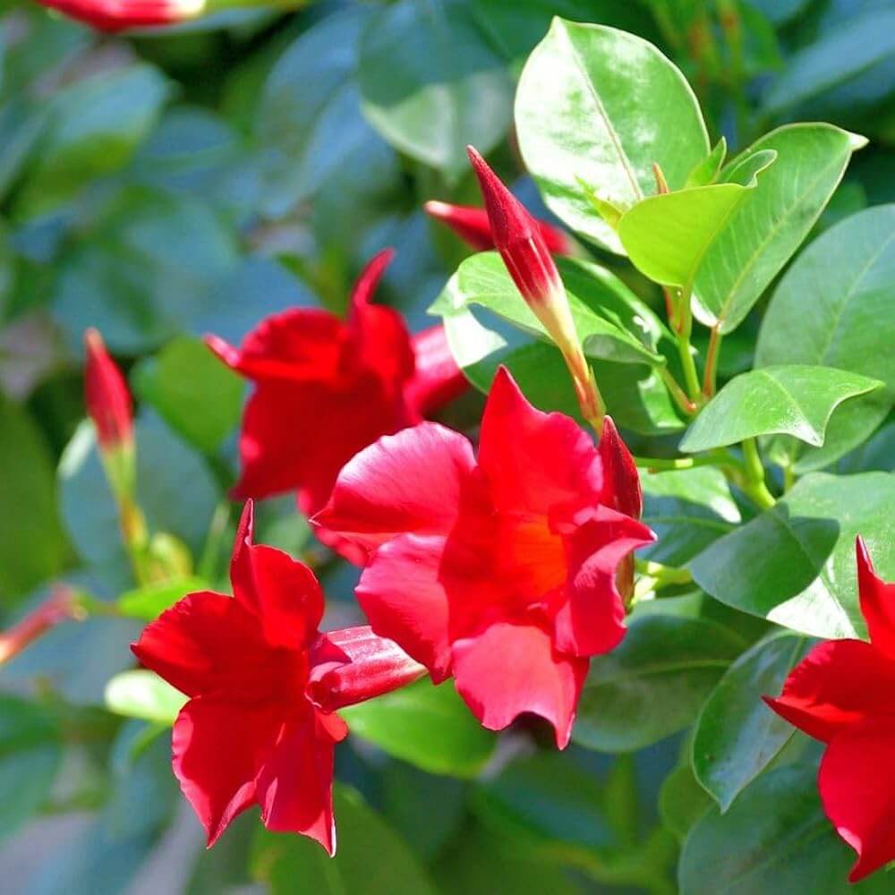 Mandevilla Seeds - Flower Plant for Home Gardens