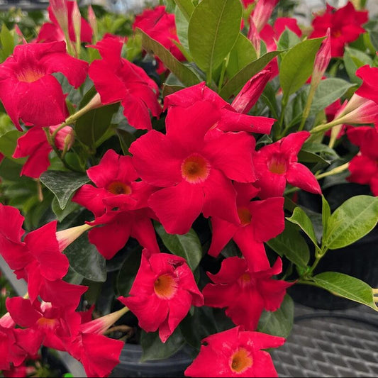 Mandevilla Seeds - Flower Plant for Home Gardens