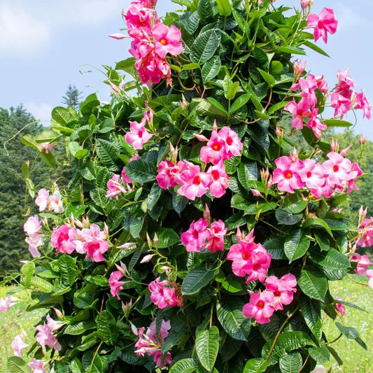 Mandevilla Seeds for Planting