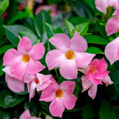 Mandevilla Seeds for Planting