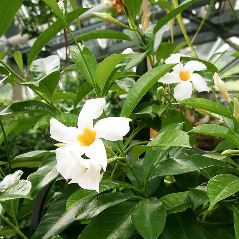 Mandevilla Seeds for Planting