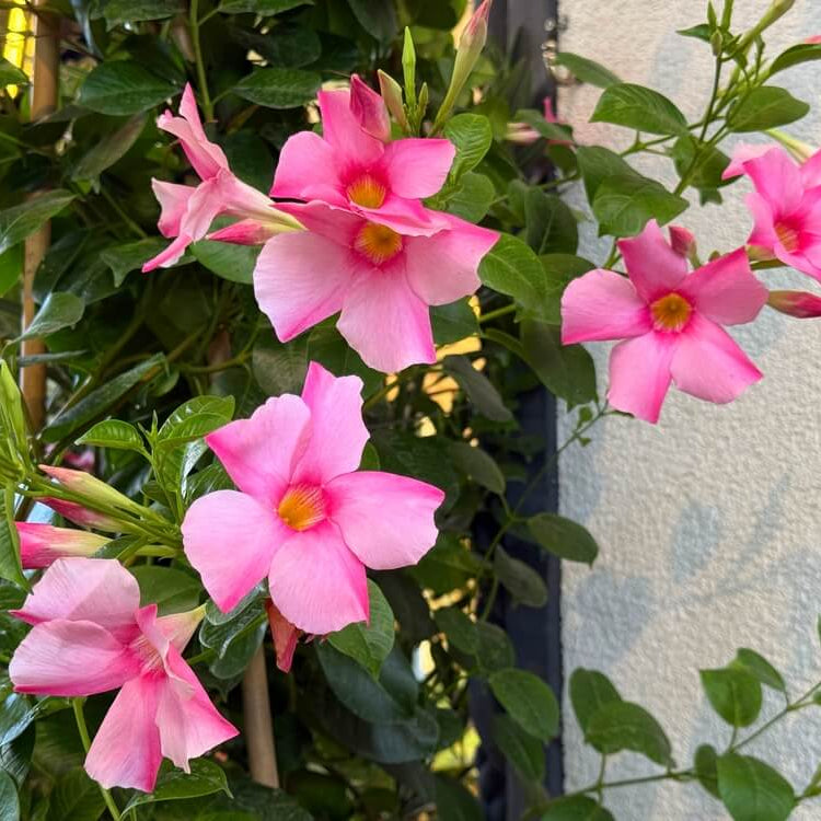 Mandevilla Seeds for Planting