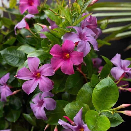 Mandevilla Vine Seeds 