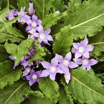 Mandragora Officinalis Seeds - Heirloom Herbal Plant for Home Gardens