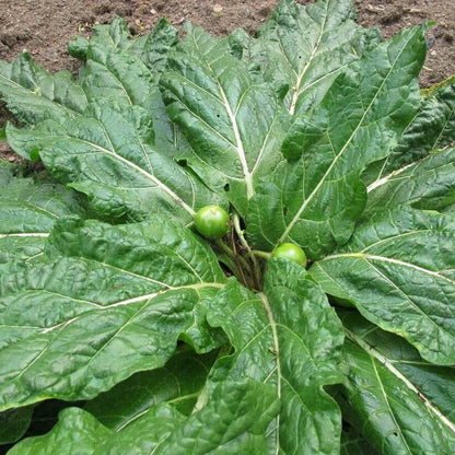 Mandragora Seeds