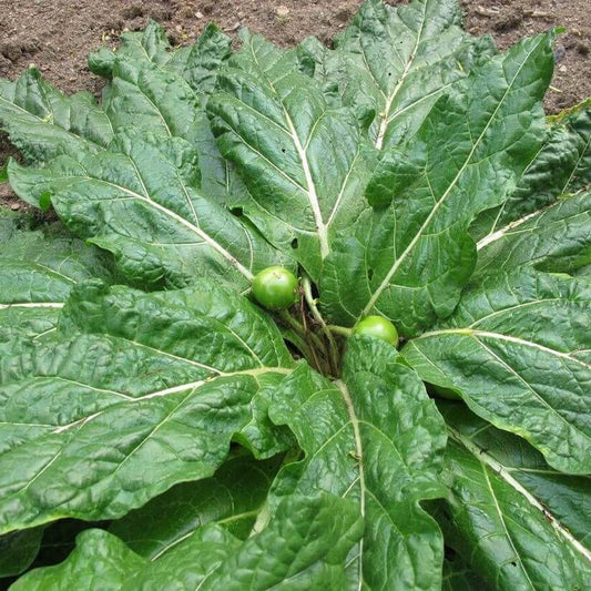 Mandragora Seeds