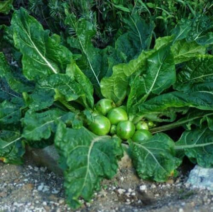 Mandragora Seeds