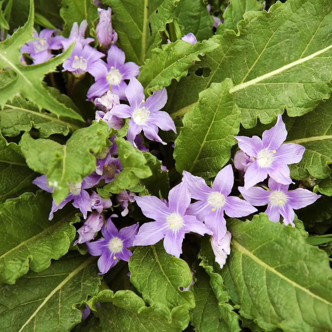 Mandragora Seeds