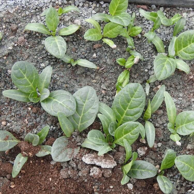 Mandragora Seeds