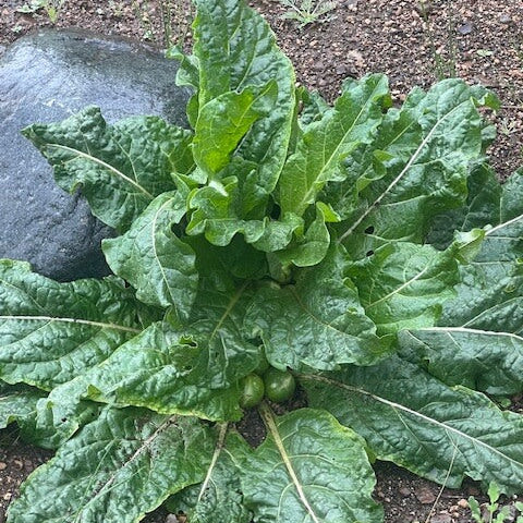 Mandrake Seeds 