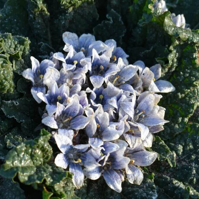 Mandrake Seeds - Heirloom Herbal Plant for Home Gardens