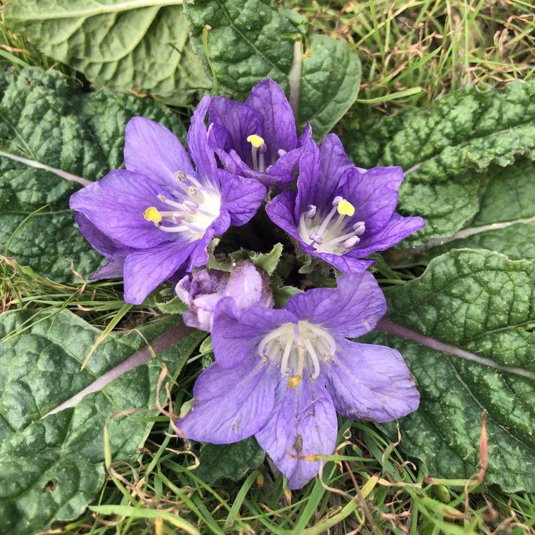 Mandrake Seeds - Heirloom Herbal Plant for Home Gardens
