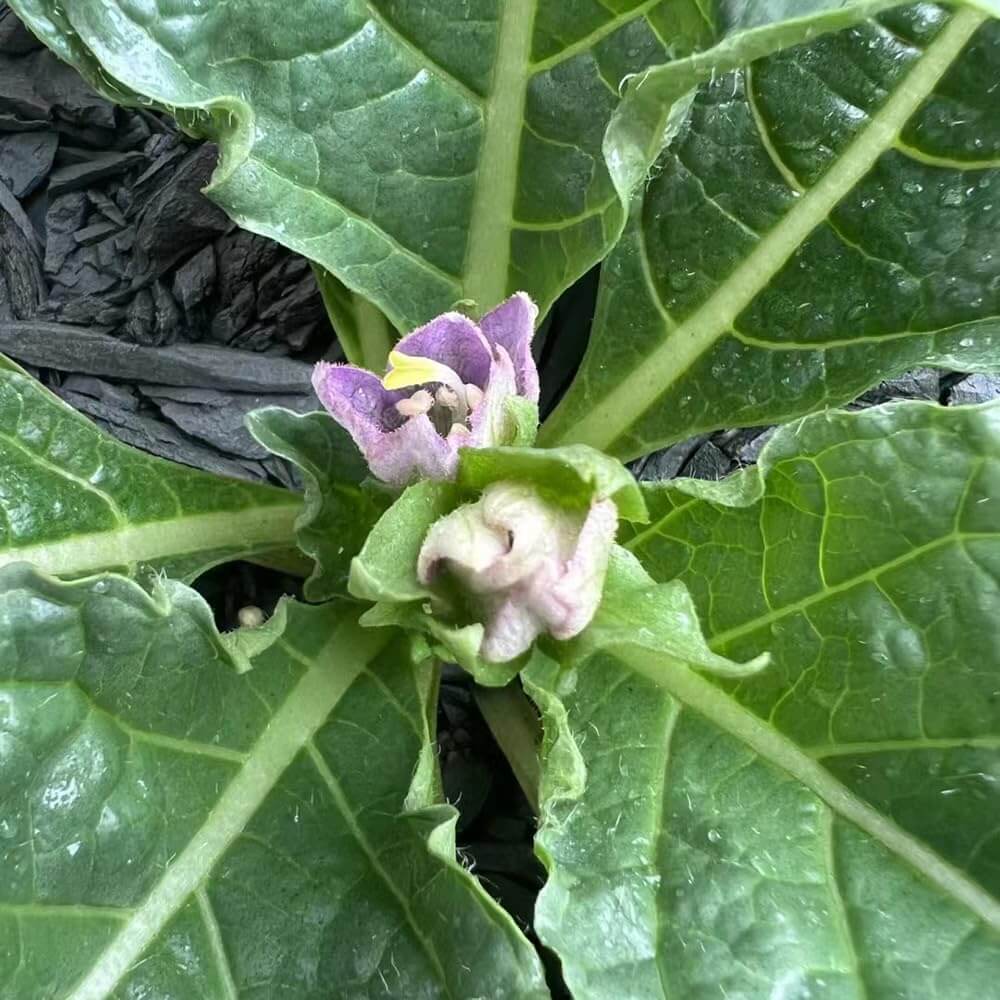 Mandrake Seeds 