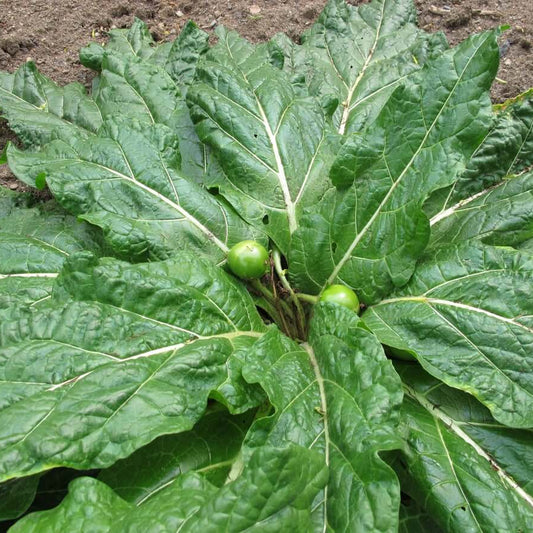 Mandrake Seeds 