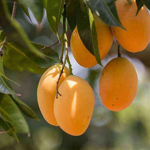 Mangoes seeds - Fruit Plant