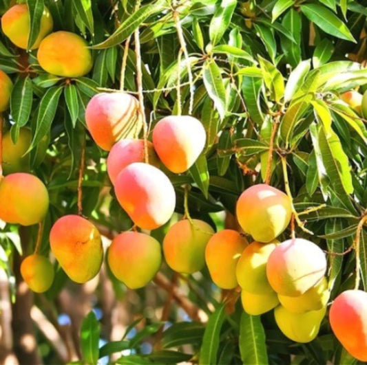  Mangoes seeds - Fruit Plant