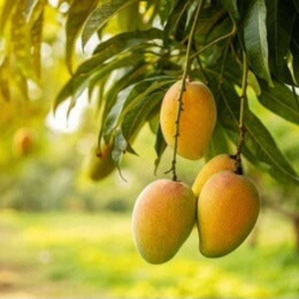  Mangoes seeds - Fruit Plant