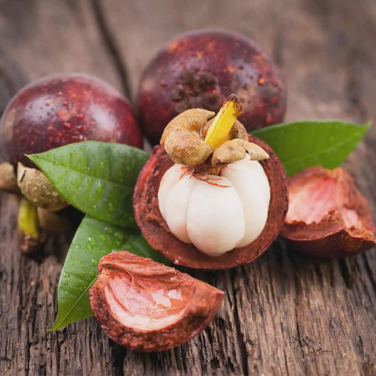 Mangosteen Seeds